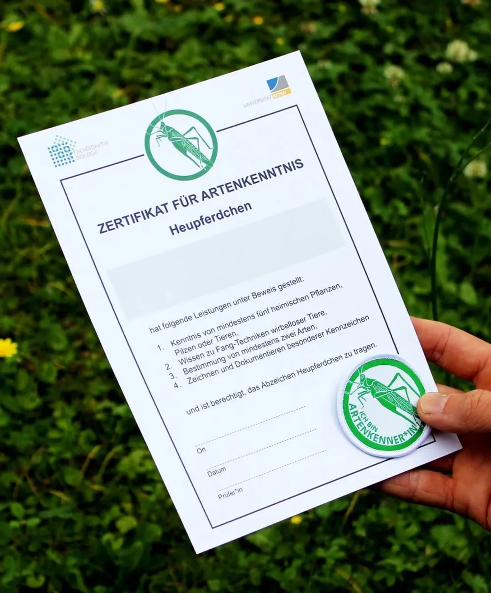 Heupferdchen-Zertifikat für Artenkenntnis mit Abzeichen, über einer Wiese gehalten