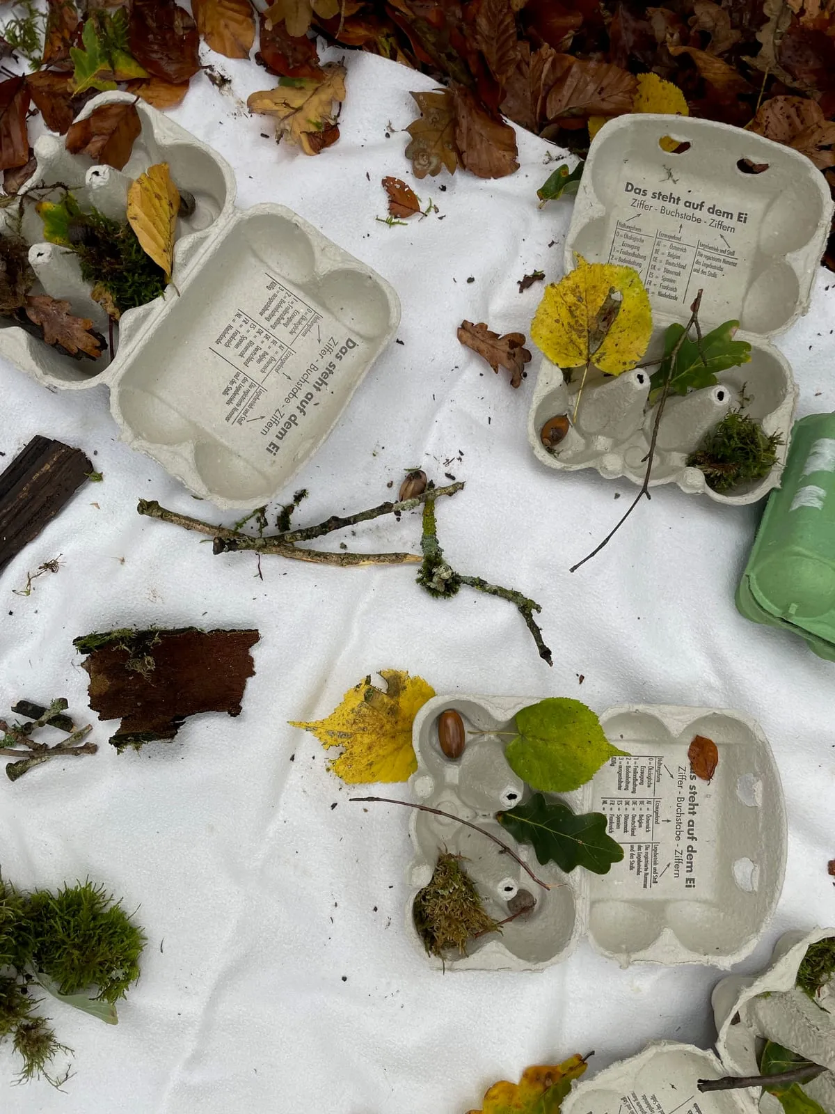 Gesammelte Naturschätze aus Wald und Wiese, sortiert in Eierkartons