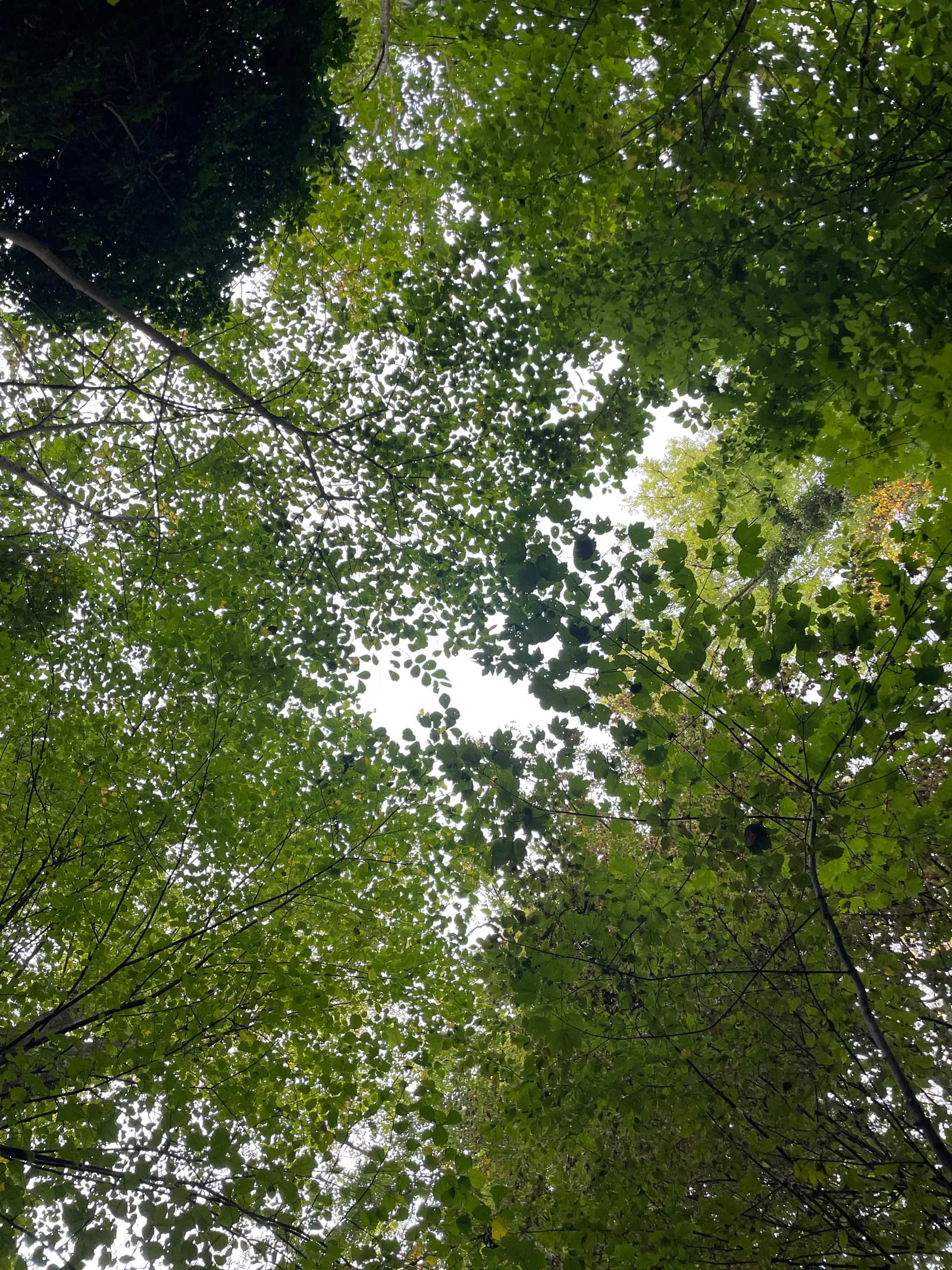 Blick von unten in grüne Baumkronen im Wald