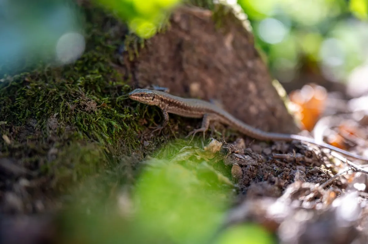 Zauneidechse auf dem Waldboden