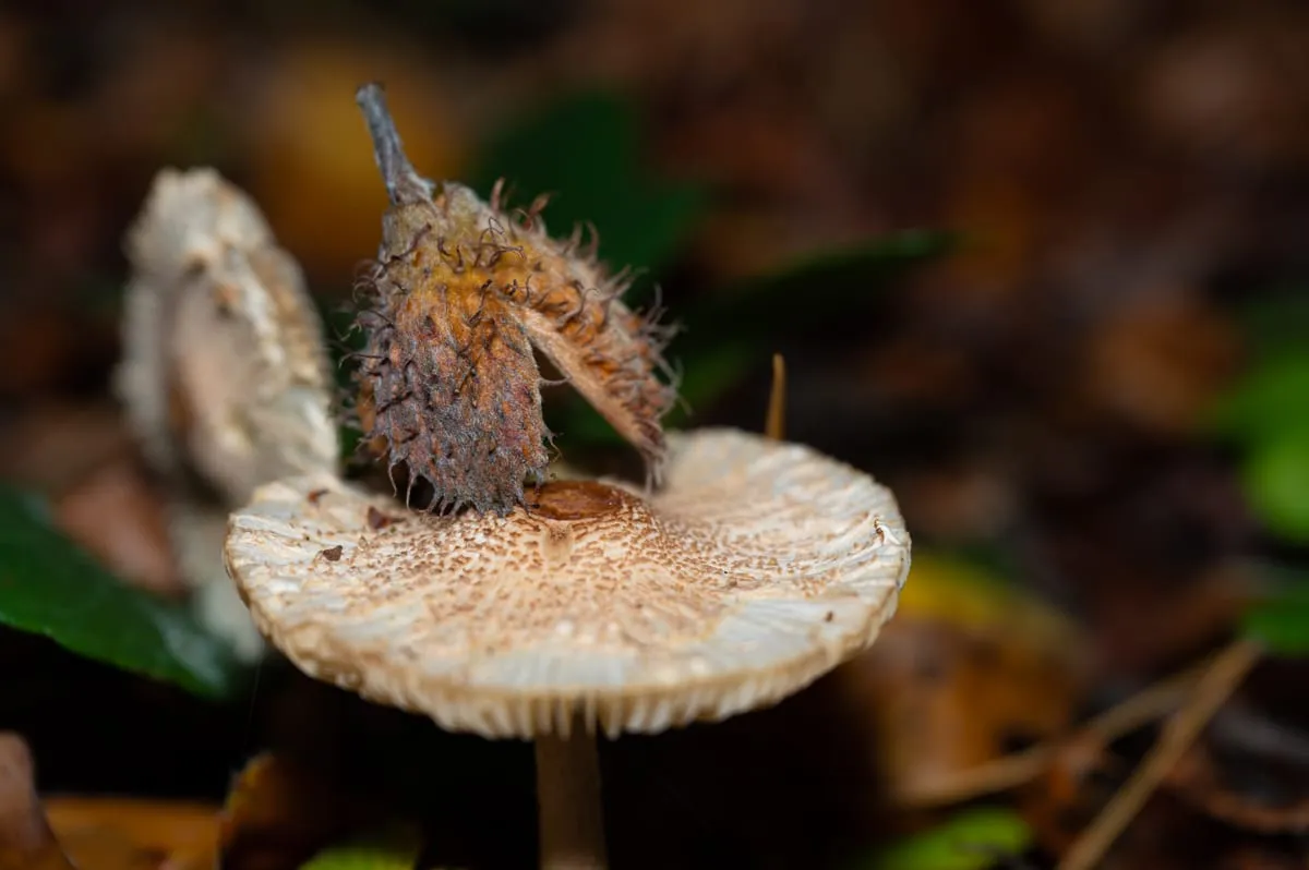 Parasolpilz mit Bucheckern-Hütchen im Herbstwald