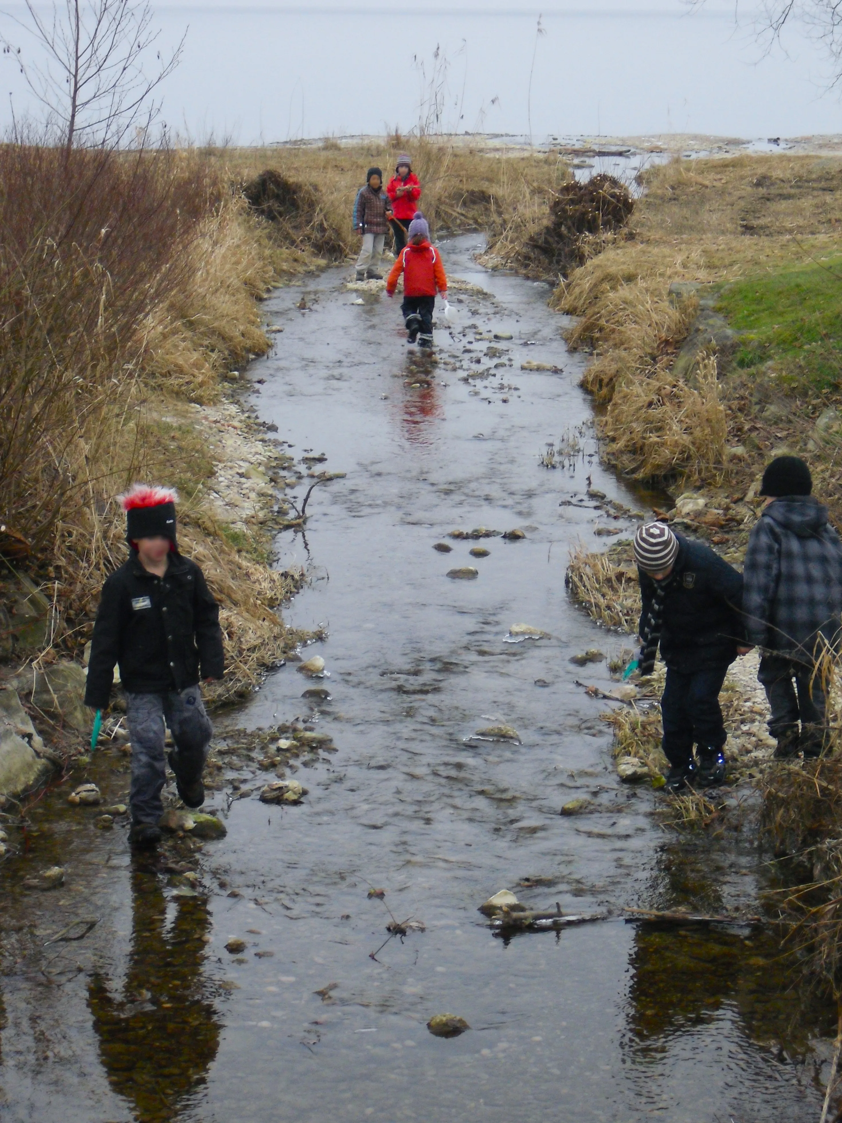 Kindergruppe untersucht mit Keschern einen flachen Bachlauf am Bodenseeufer