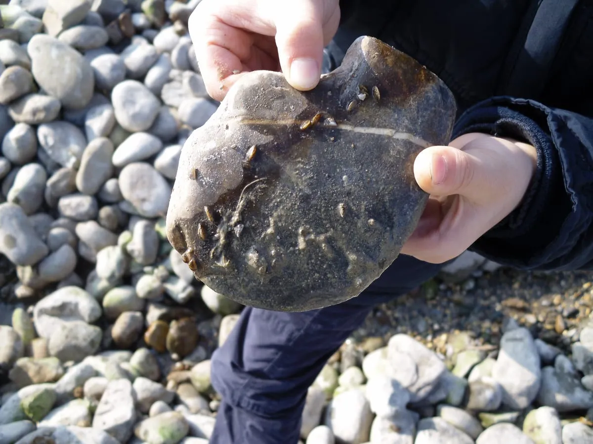 Hände halten einen Stein vom Bodensee-Ufer mit kleinen Wasserbewohnern