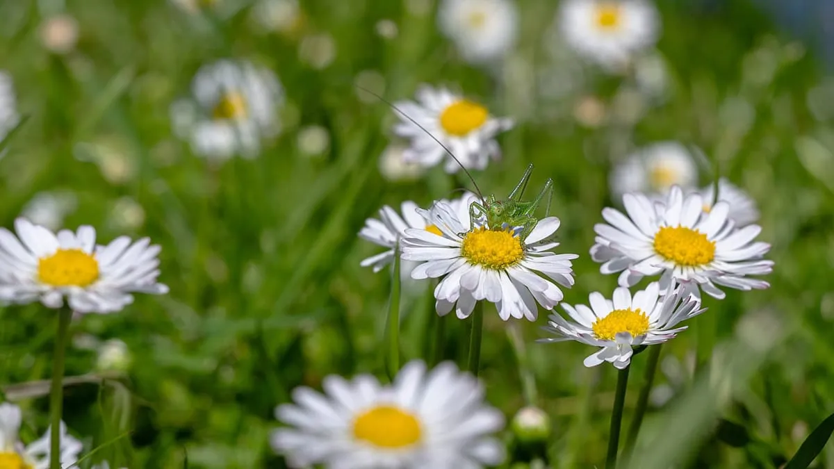 Junge Heuschrecke sitzt auf einem Gänseblümchen in der Wiese