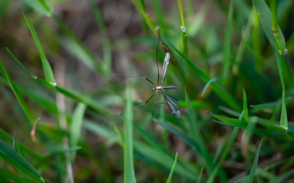 Schnake hängt gut getarnt zwischen Grashalmen