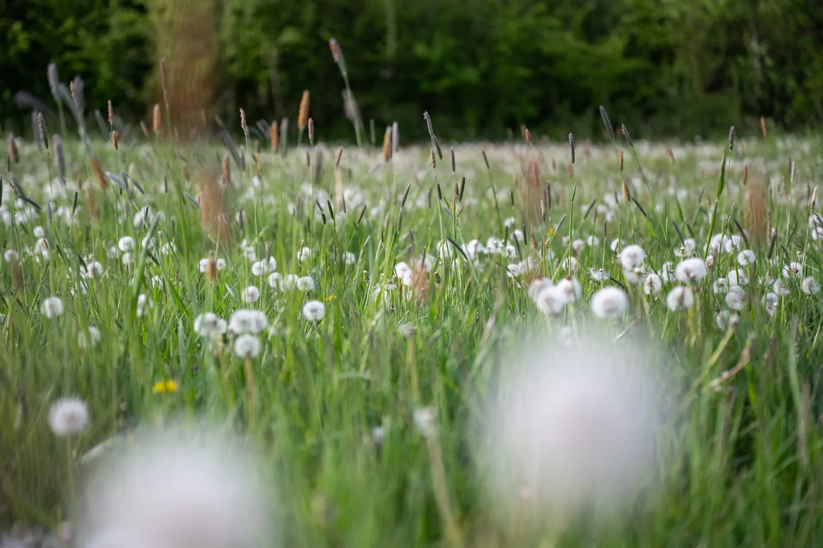 Blumenwiese mit Pusteblumen bei Kippenhausen und Markdorf am Bodensee