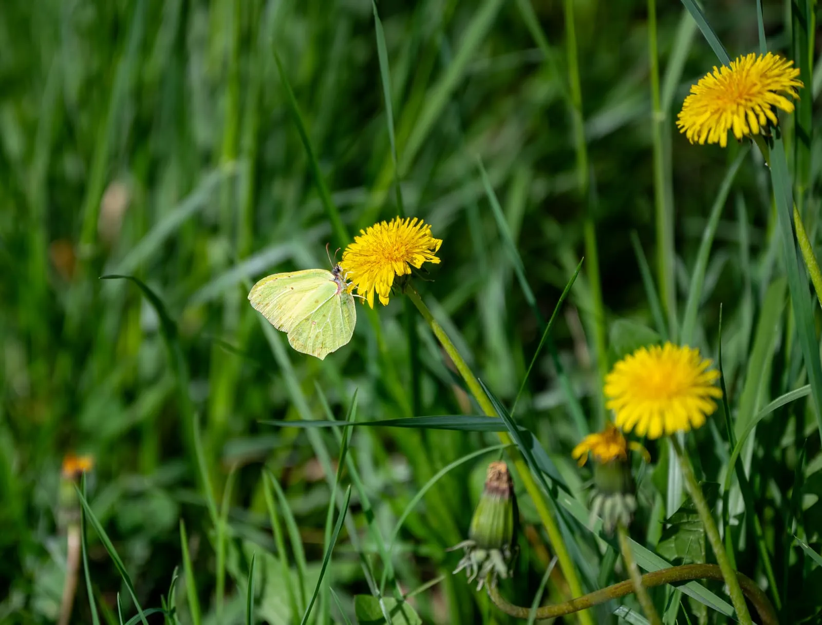 Zitronenfalter auf blühendem Löwenzahn in einer Frühlingswiese am Bodensee